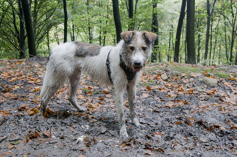 001 Felix SAM_4716 Kopie.jpg